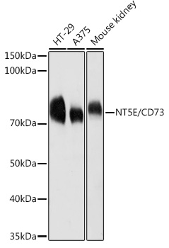 (KO Validated) NT5E/CD73 Polyclonal Antibody (E-AB-60564)