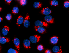 Cyanine3 Donkey anti-rabbit IgG (minimal x-reactivity) Antibody (406402)