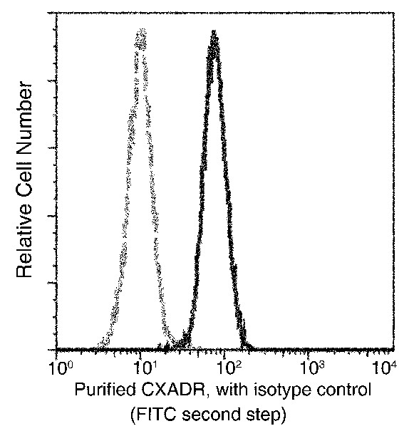 Recombinant CXADR/CAR Monoclonal Antibody (AN300207P)