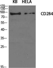 CD284 Polyclonal Antibody (E-AB-30816)