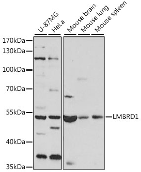LMBRD1 Polyclonal Antibody (E-AB-91323)