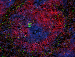 Alexa Fluor® 488 anti-rat CD11b/c Antibody (201812)