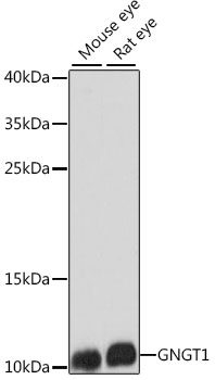 GNGT1 Polyclonal Antibody (E-AB-66531)