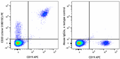 PE anti-human CD20 Antibody (375503)