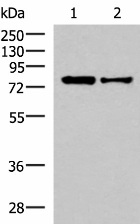 KHSRP Polyclonal Antibody (E-AB-18183)