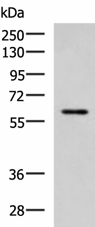 ECM1 Polyclonal Antibody (E-AB-53374)
