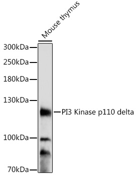 PI3 Kinase p110 delta Polyclonal Antibody (E-AB-91487)