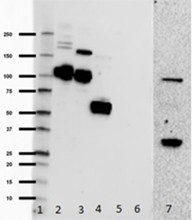 Purified anti-complement C3/C3b/iC3b/C3d Antibody