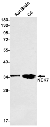 Recombinant NEK7 Monoclonal Antibody (E-AB-81586)