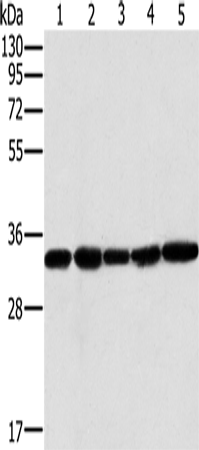 MTCH2 Polyclonal Antibody (E-AB-15217)