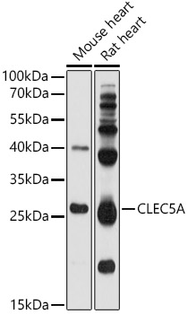 CLEC5A Polyclonal Antibody (E-AB-92496)