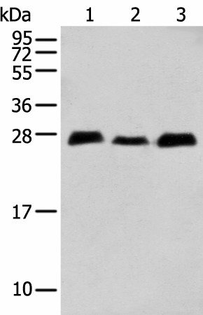 MOB4 Polyclonal Antibody (E-AB-18424)