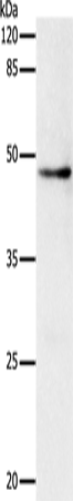 DRD1 Polyclonal Antibody (E-AB-15589)