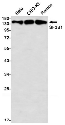Recombinant SF3B1 Monoclonal Antibody (E-AB-81510)