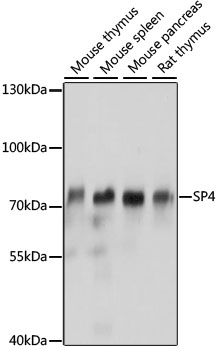 SP4 Polyclonal Antibody (E-AB-91525)