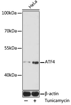 ATF4 Polyclonal Antibody (E-AB-68245)