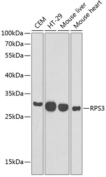 RPS3 Polyclonal Antibody (E-AB-64704)