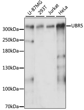 UBR5 Polyclonal Antibody (E-AB-90685)