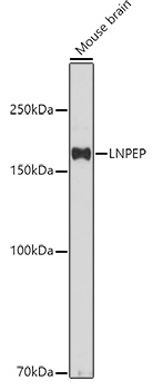 LNPEP Polyclonal Antibody (E-AB-90317)