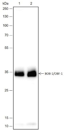 Recombinant BOB-1/OBF-1 Monoclonal Antibody (AN301720L)