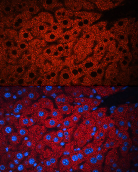 PEX19 Polyclonal Antibody (E-AB-60982)
