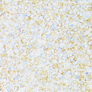 UQCR10 Polyclonal Antibody (E-AB-64263)