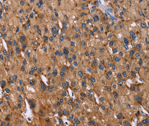 CD107b Polyclonal Antibody (E-AB-14036)