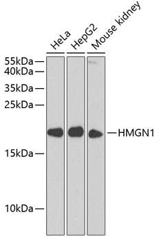 HMGN1 Polyclonal Antibody (E-AB-68386)