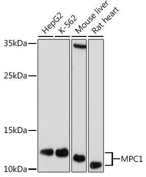 MPC1 Polyclonal Antibody (E-AB-92195)