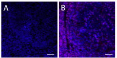 Purified anti-CD3ε Antibody (649951)