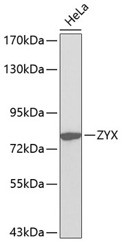 ZYX Polyclonal Antibody (E-AB-67414)