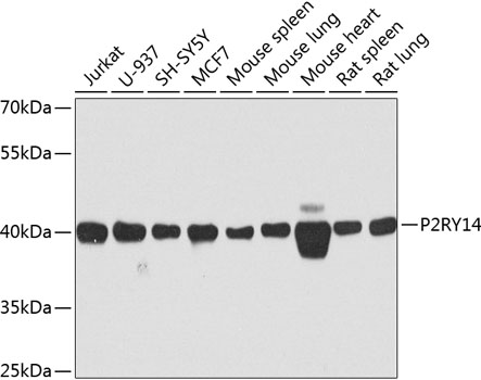 P2RY14 Polyclonal Antibody (E-AB-63013)