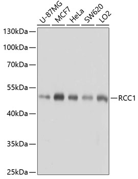 RCC1 Polyclonal Antibody (E-AB-63849)