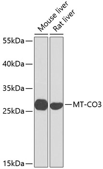 MT-CO3 Polyclonal Antibody (E-AB-65644)