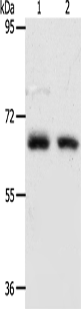 ACOT11 Polyclonal Antibody (E-AB-10714)