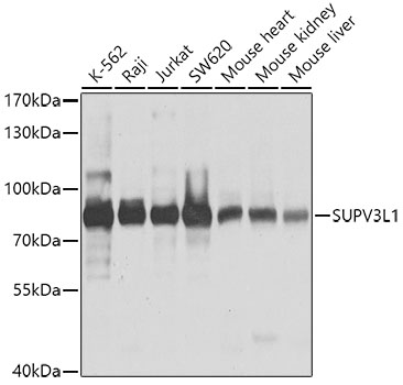 SUPV3L1 Polyclonal Antibody (E-AB-62230)