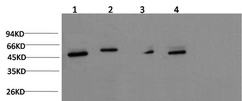 gamma Tubulin Monoclonal Antibody (E-AB-22137)