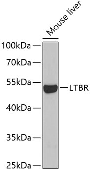 LTBR Polyclonal Antibody (E-AB-67650)