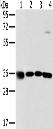 MRPL39 Polyclonal Antibody (E-AB-11406)