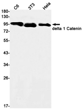 Recombinant delta 1 Catenin Monoclonal Antibody (E-AB-81465)