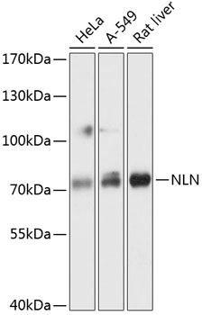 NLN Polyclonal Antibody (E-AB-90579)