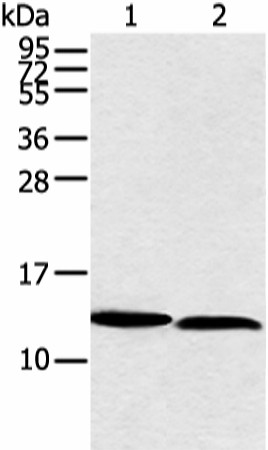 NDUFB3 Polyclonal Antibody (E-AB-18336)