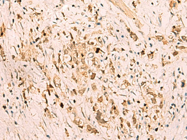 SGTA Polyclonal Antibody (E-AB-19227)