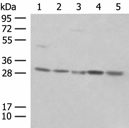 PSMA4 Polyclonal Antibody (E-AB-52721)