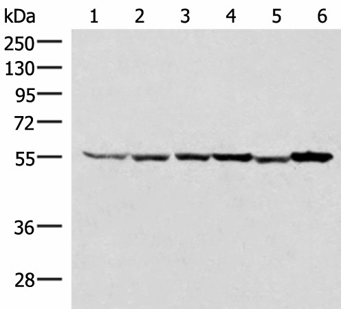 RUVBL1 Polyclonal Antibody (E-AB-52642)