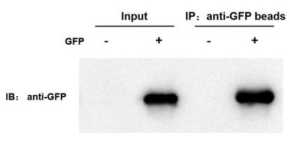 Anti-GFP Nanobody Immunomagnetic Beads (EA-IP-004MN)