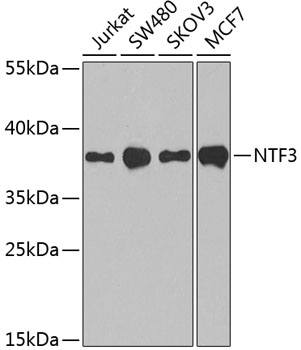 NTF3 Polyclonal Antibody (E-AB-64194)