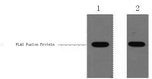 Flag-Tag Polyclonal Antibody (E-AB-20045)