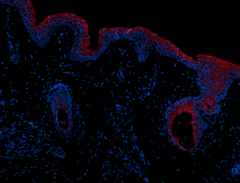 Purified anti-human LYPD3 Antibody (364502)