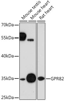 GPR82 Polyclonal Antibody (E-AB-91562)